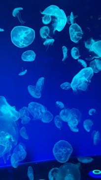 名古屋港水族館に投稿された画像（2021/7/22）