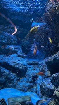 名古屋港水族館に投稿された画像（2021/7/22）