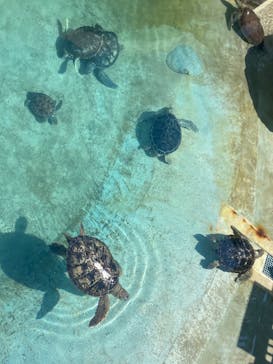 新江ノ島水族館に投稿された画像（2021/7/22）