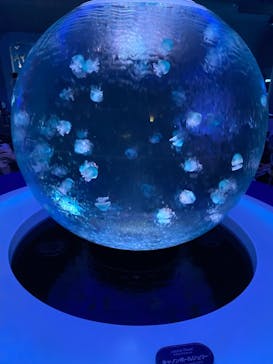 新江ノ島水族館に投稿された画像（2021/7/22）