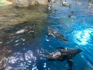 新江ノ島水族館に投稿された画像（2021/7/22）