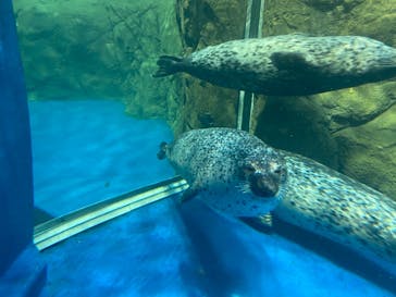 新江ノ島水族館に投稿された画像（2021/7/22）