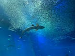 アクアワールド茨城県大洗水族館に投稿された画像（2021/7/22）