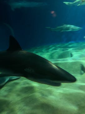 アクアワールド茨城県大洗水族館に投稿された画像（2021/7/22）