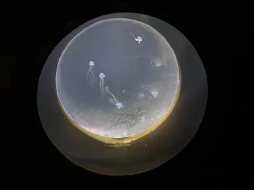 仙台うみの杜水族館に投稿された画像（2021/7/22）