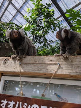神戸どうぶつ王国に投稿された画像（2021/7/22）