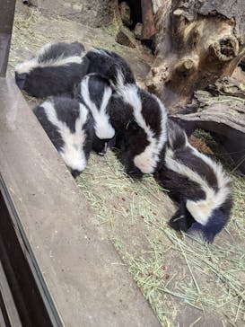 神戸どうぶつ王国に投稿された画像（2021/7/22）