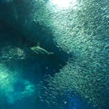 アクアワールド茨城県大洗水族館に投稿された画像（2021/7/22）