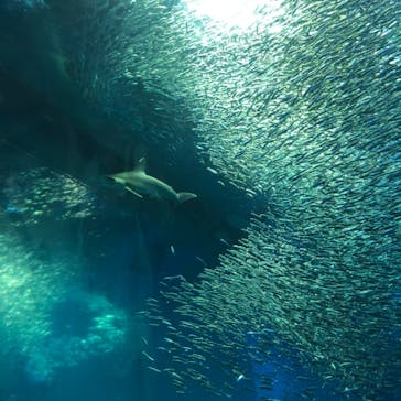 アクアワールド茨城県大洗水族館に投稿された画像（2021/7/22）