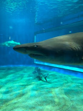 アクアワールド茨城県大洗水族館に投稿された画像（2021/7/22）