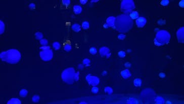 京都水族館に投稿された画像（2021/7/22）