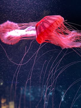 京都水族館に投稿された画像（2021/7/22）