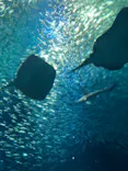 アクアワールド茨城県大洗水族館に投稿された画像（2021/7/22）