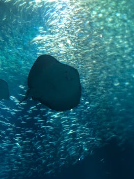 アクアワールド茨城県大洗水族館に投稿された画像（2021/7/22）