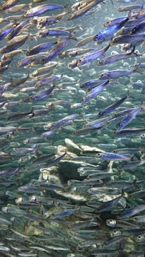 サンシャイン水族館に投稿された画像（2021/7/22）