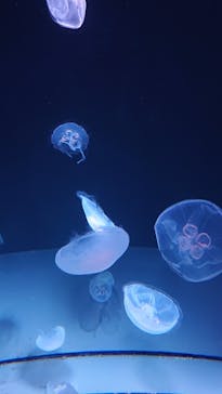 サンシャイン水族館に投稿された画像（2021/7/22）