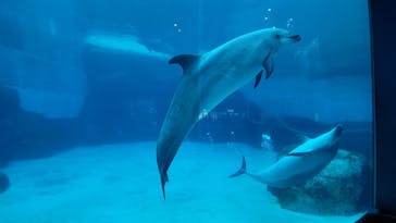 名古屋港水族館に投稿された画像（2021/7/22）