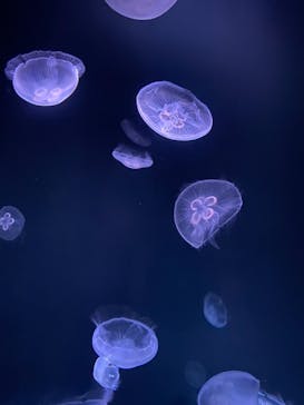 サンシャイン水族館に投稿された画像（2021/7/22）