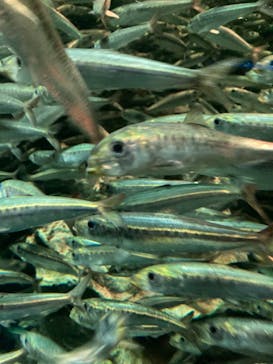 サンシャイン水族館に投稿された画像（2021/7/22）