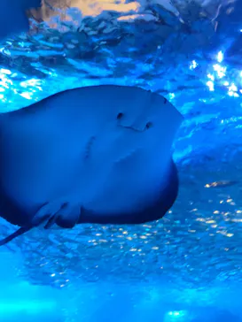 横浜・八景島シーパラダイスに投稿された画像（2021/7/22）