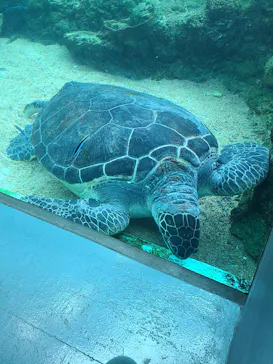 横浜・八景島シーパラダイスに投稿された画像（2021/7/22）