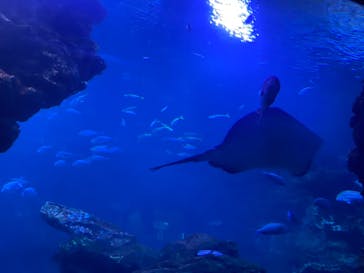 京都水族館に投稿された画像（2021/7/22）