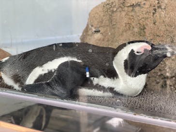 京都水族館に投稿された画像（2021/7/22）