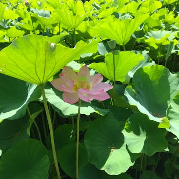 三溪園に投稿された画像（2021/7/22）