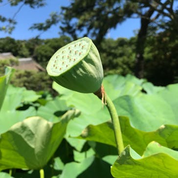 三溪園に投稿された画像（2021/7/22）