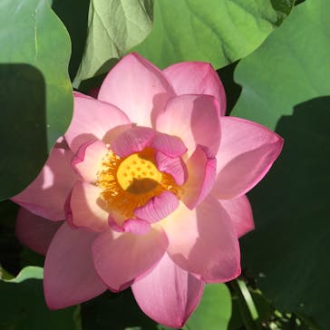 三溪園に投稿された画像（2021/7/22）