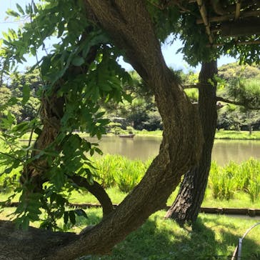 三溪園に投稿された画像（2021/7/22）