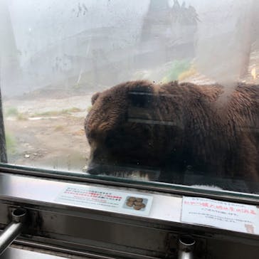 のぼりべつクマ牧場に投稿された画像（2021/7/22）