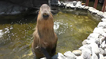 横浜・八景島シーパラダイスに投稿された画像（2021/7/23）