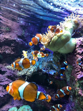 サンシャイン水族館に投稿された画像（2021/7/23）