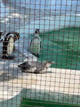 天王寺動物園に投稿された画像（2021/7/23）