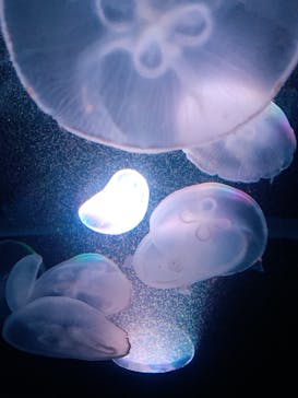 京都水族館に投稿された画像（2021/7/23）