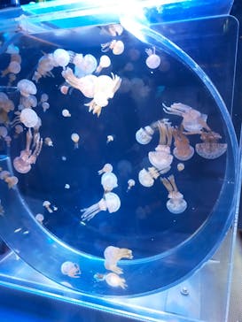 名古屋港水族館に投稿された画像（2021/7/23）