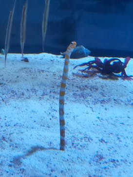 名古屋港水族館に投稿された画像（2021/7/23）