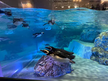 すみだ水族館に投稿された画像（2021/7/23）