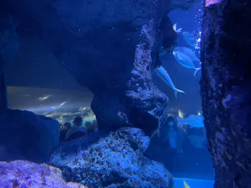 すみだ水族館に投稿された画像（2021/7/23）