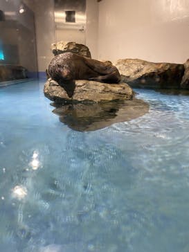 マクセル アクアパーク品川に投稿された画像（2021/7/23）