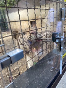 群馬サファリパークに投稿された画像（2021/7/23）