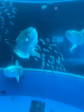 横浜・八景島シーパラダイスに投稿された画像（2021/7/23）