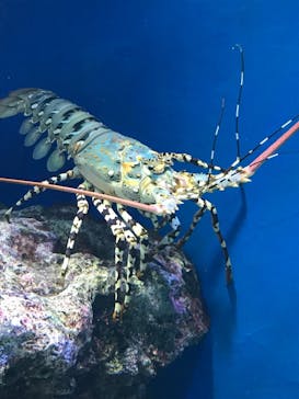 マクセル アクアパーク品川に投稿された画像（2021/7/23）