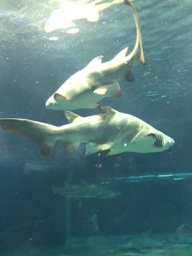 アクアワールド茨城県大洗水族館に投稿された画像（2021/7/23）