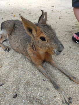 長崎バイオパークに投稿された画像（2021/7/23）