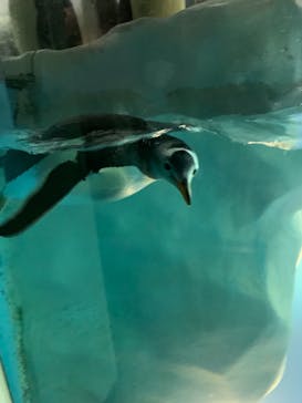 名古屋港水族館に投稿された画像（2021/7/23）