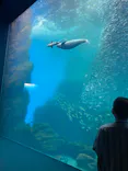 仙台うみの杜水族館に投稿された画像（2021/7/23）