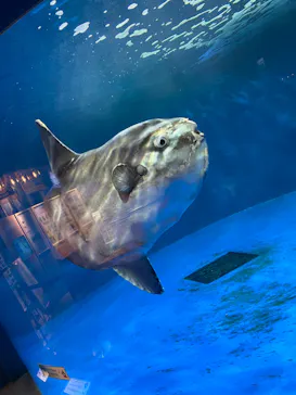 仙台うみの杜水族館に投稿された画像（2021/7/23）