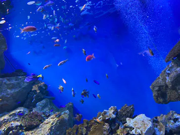 仙台うみの杜水族館に投稿された画像（2021/7/23）